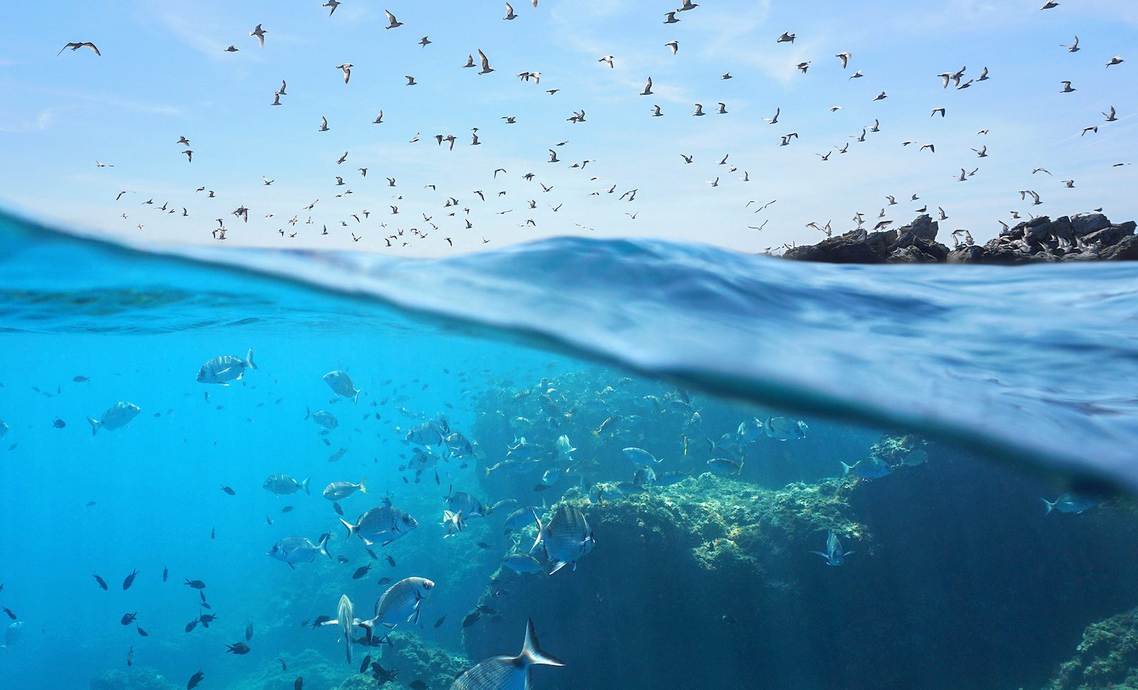 World Maritime Day 2025: Global Shipping Industry Confronts Ocean Protection Amid Trade Slowdown